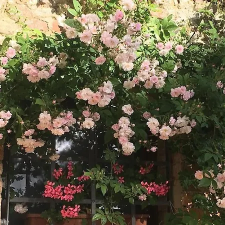 Agli Olivi Di Marciano * Siena