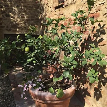 Agli Olivi Di Marciano