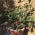 Agli Olivi Di Marciano