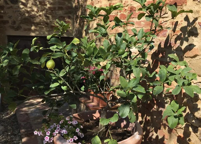 Agli Olivi Di Marciano Apartament