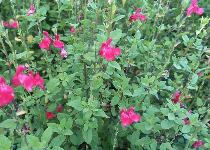 Agli Olivi Di Marciano