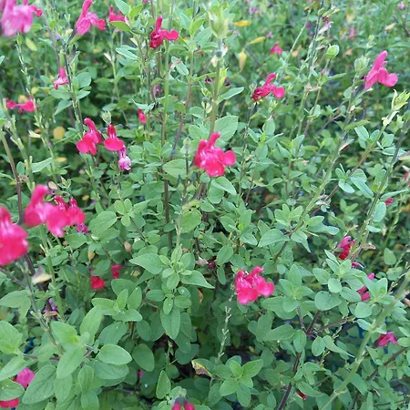 Agli Olivi Di Marciano